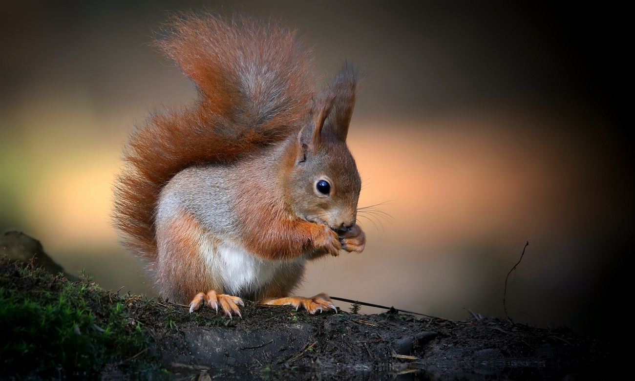 The Living Forest (802) : Red Squirrel