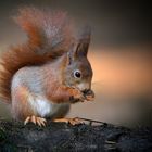 The Living Forest (802) : Red Squirrel