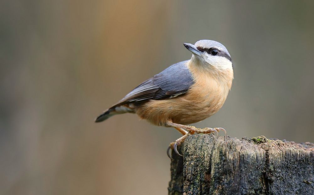 The Living Forest (803) : Nuthatch