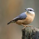 The Living Forest (803) : Nuthatch