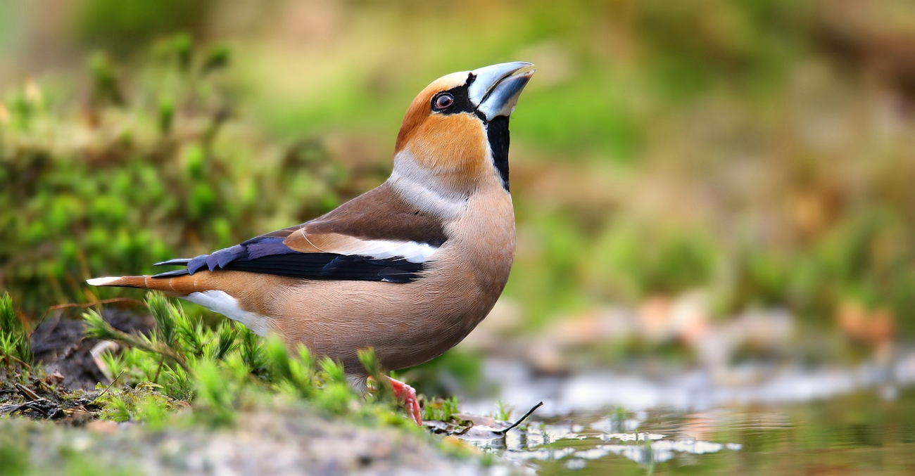 The Living Forest (804) : Hawfinch