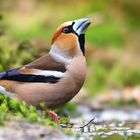 The Living Forest (804) : Hawfinch