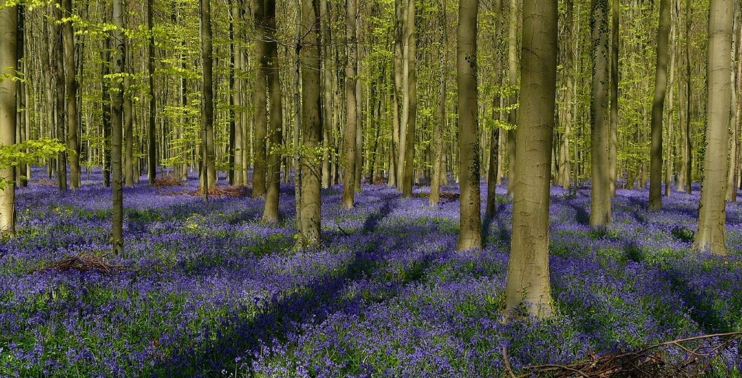 The Living Forest (805) : A sea of Bluebells 