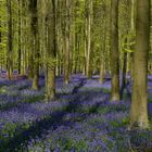 The Living Forest (805) : A sea of Bluebells 