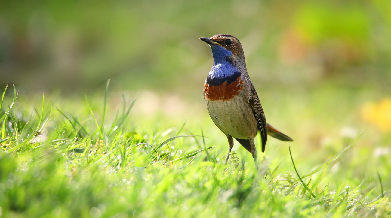 The Living Forest (806) : Bluethroat