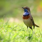 The Living Forest (806) : Bluethroat