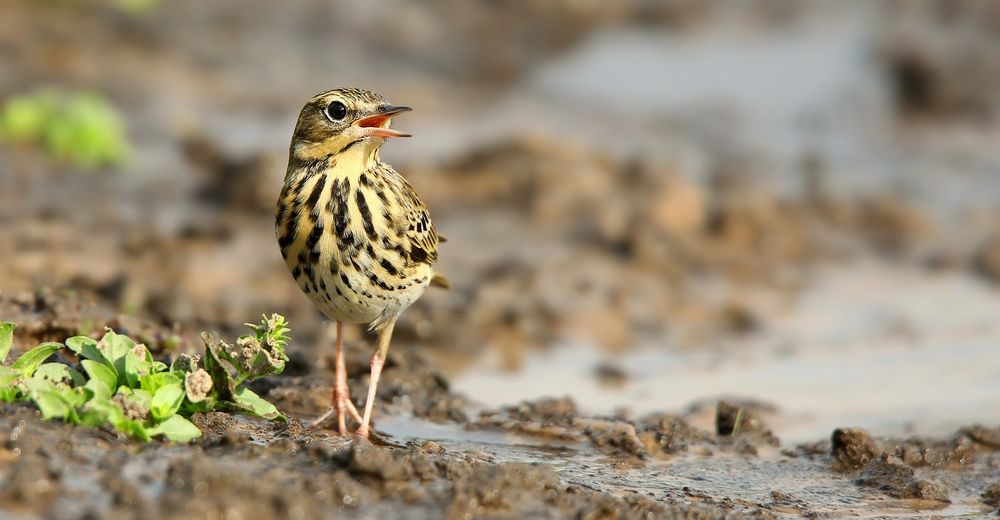 The Living Forest (807) : Tree Pipit