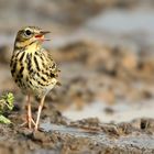 The Living Forest (807) : Tree Pipit