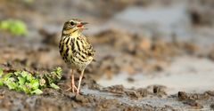 The Living Forest (807) : Tree Pipit