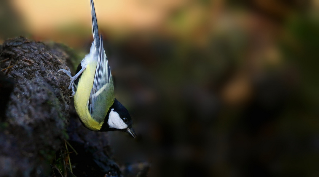 The Living Forest (808) : Great Tit