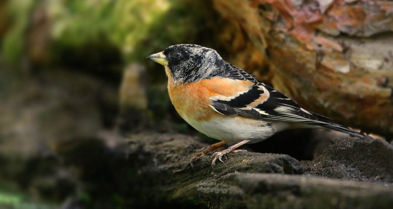 The Living Forest (809) : Brambling