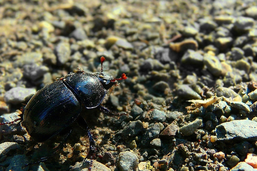 The Living Forest (81) : Dung Beetle