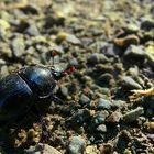 The Living Forest (81) : Dung Beetle