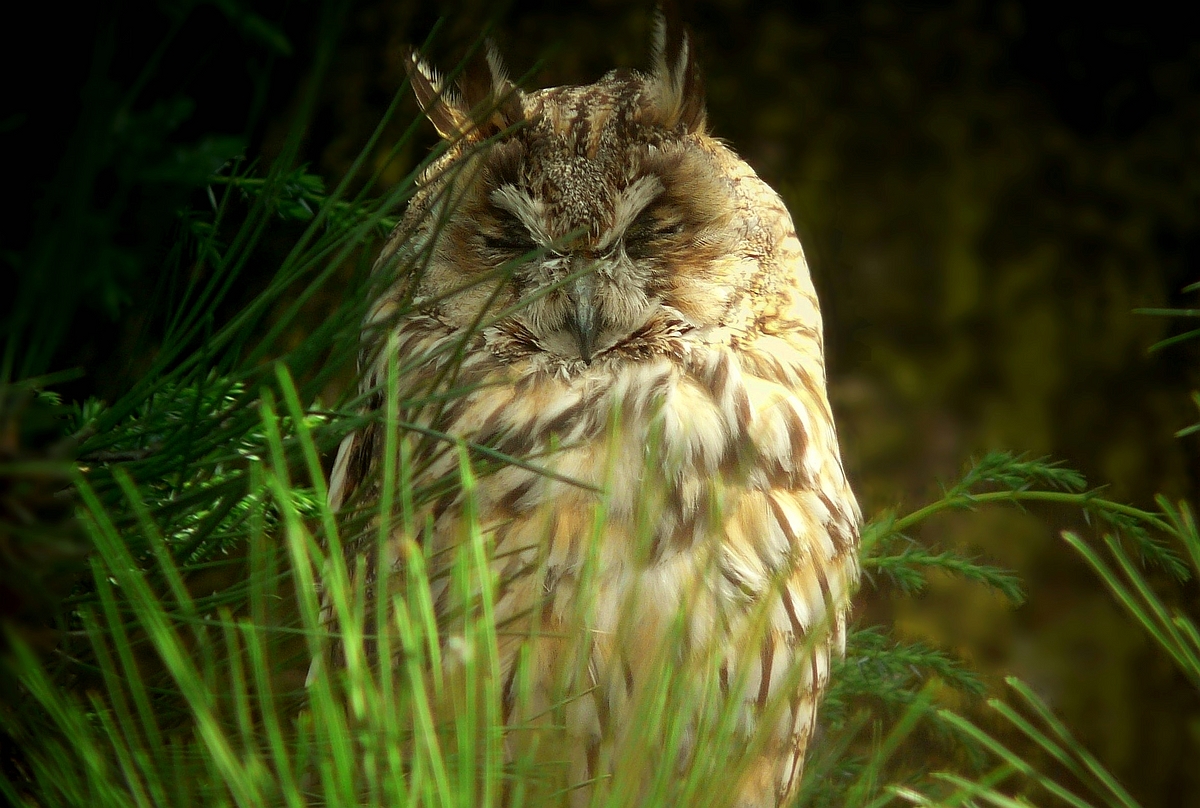The Living Forest (810) : Long-eared owl  