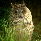 The Living Forest (810) : Long-eared owl  