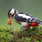 The Living Forest (812) : feeding the youngsters never stops.......