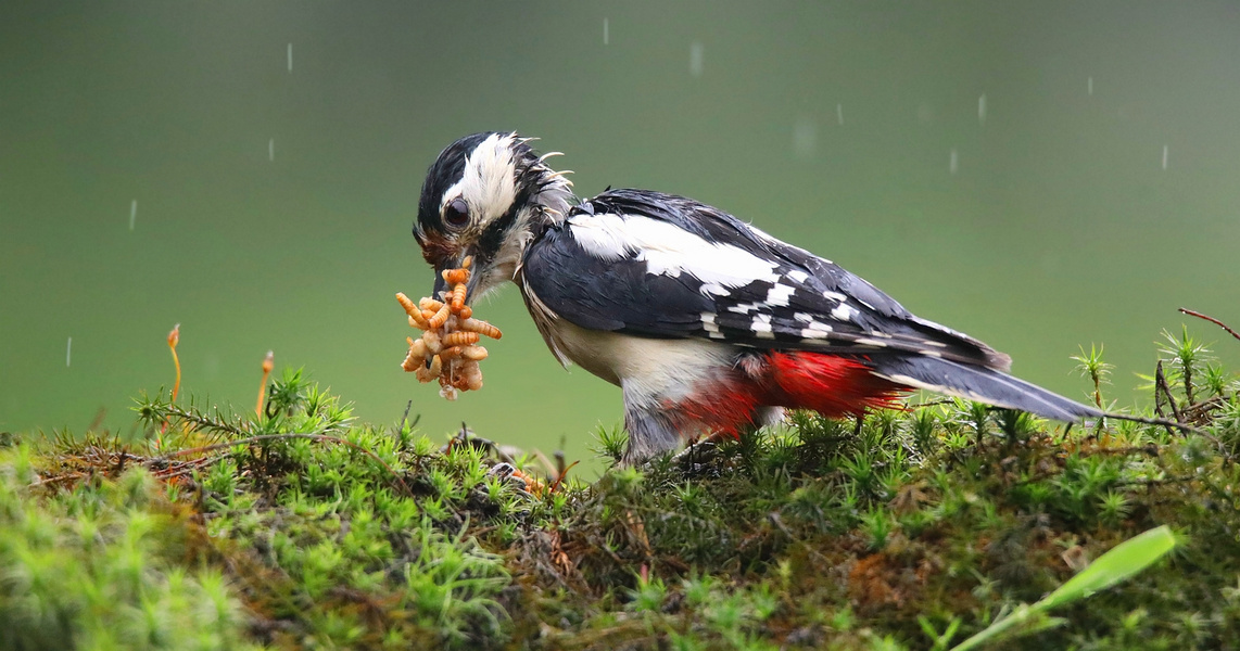 The Living Forest (812) : feeding the youngsters never stops.......