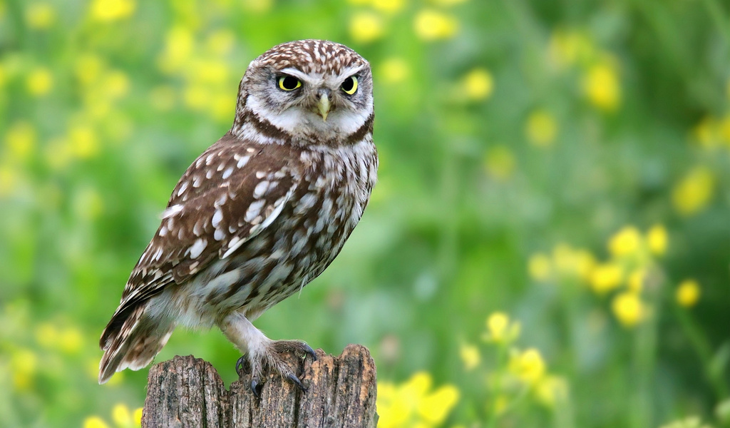 The Living Forest (813) : Little Owl