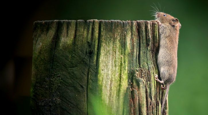 The Living Forest (821) : Bank Vole