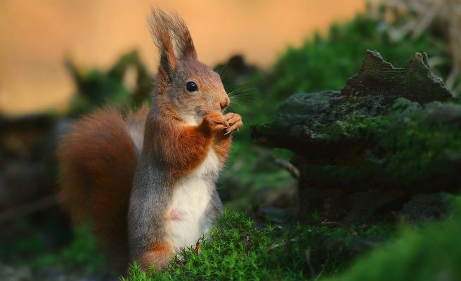 The Living Forest (822) : Red Squirrel