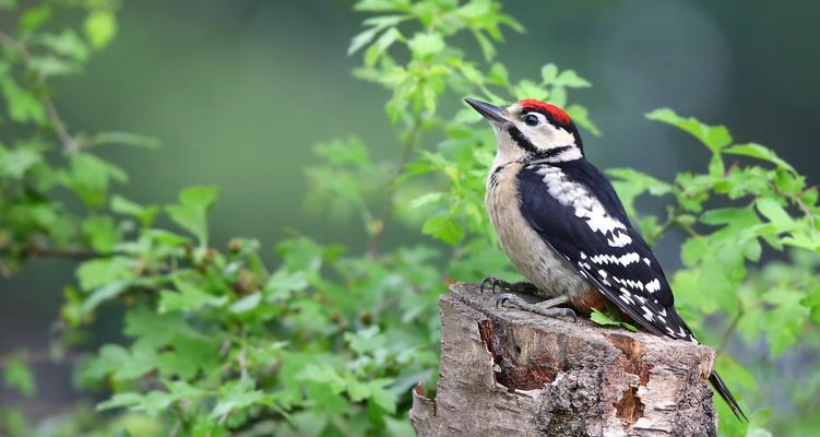 The living forest (826) : Great spotted woodpecker (immature)