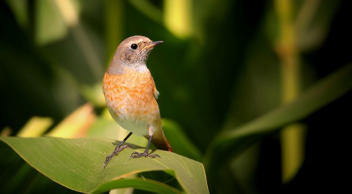 The Living Forest (827) : Common Redstart