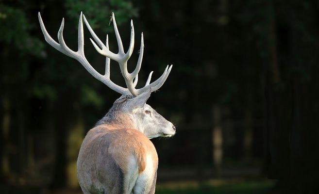 The Living Forest (829) : 'The King of the Forest'