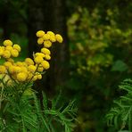 The Living Forest (83) : Tansy