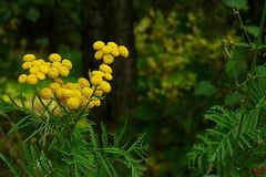 The Living Forest (83) : Tansy
