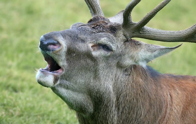 The Living Forest (830) : Red Deer