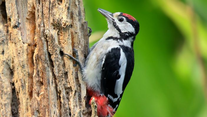 The Living Forest (831) : Great Spotted Woodpecker