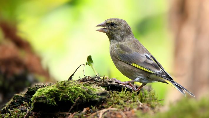 The Living Forest (832) : immature (°) Greenfinch 
