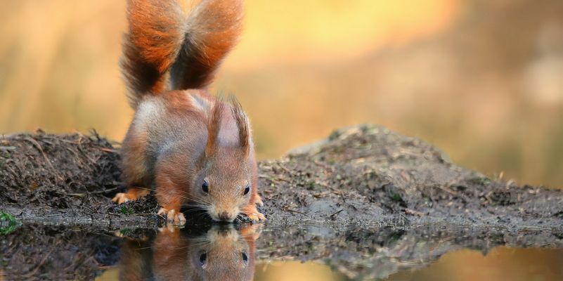 The Living Forest (837) : Thirsty squirrel