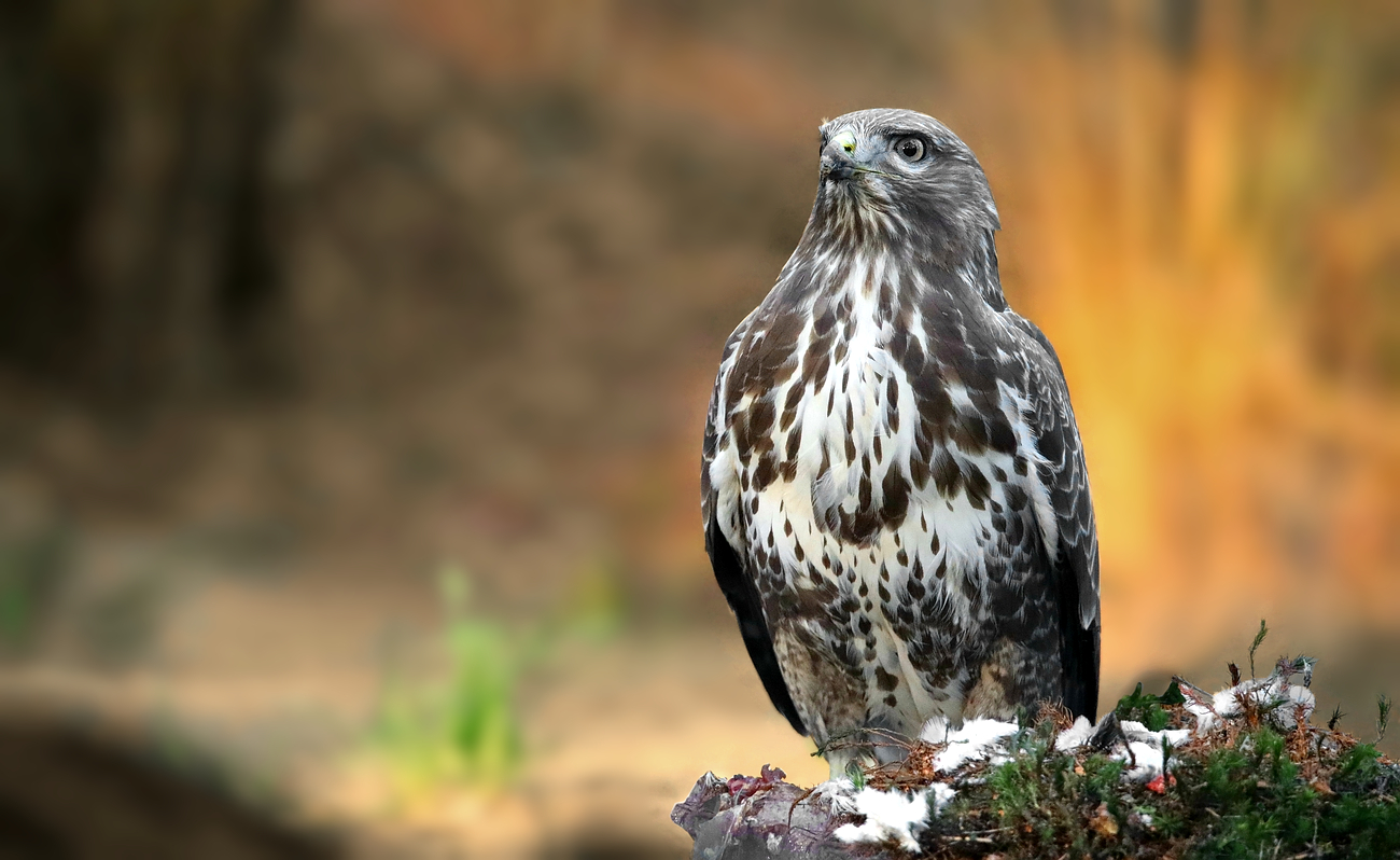 The Living Forest (839) : Buzzard