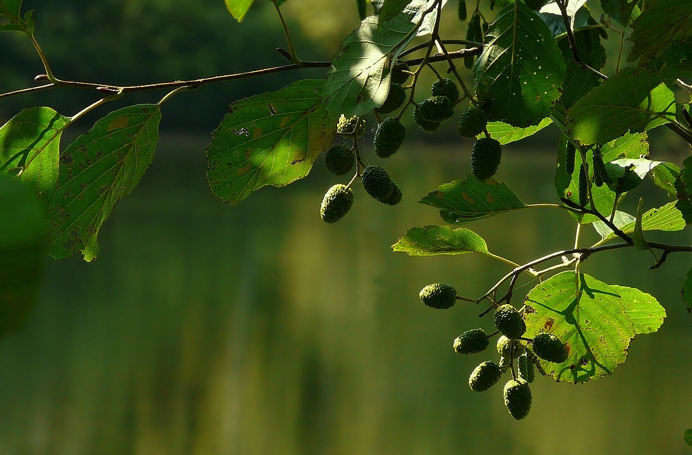 The Living Forest (84) : Black Alder