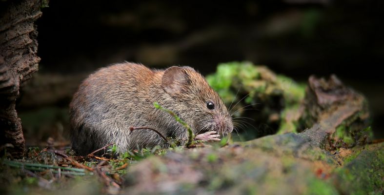The Living Forest (840) : Bank Vole