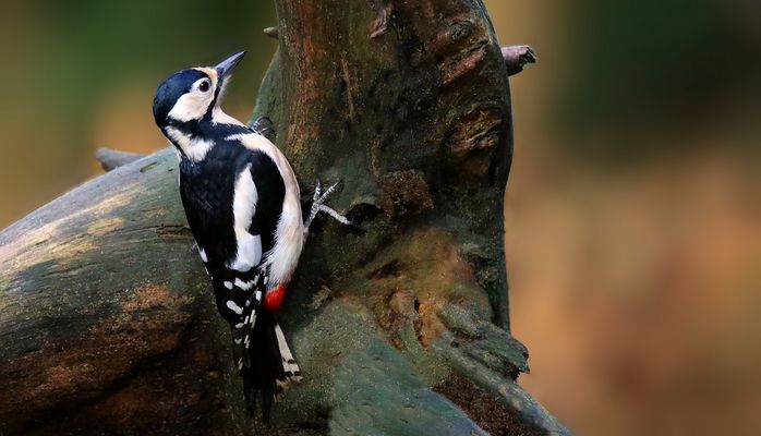The Living Forest (843) : Great Spotted Woodpecker