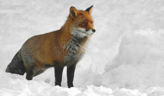 The Living Forest (846) : Red Fox 
