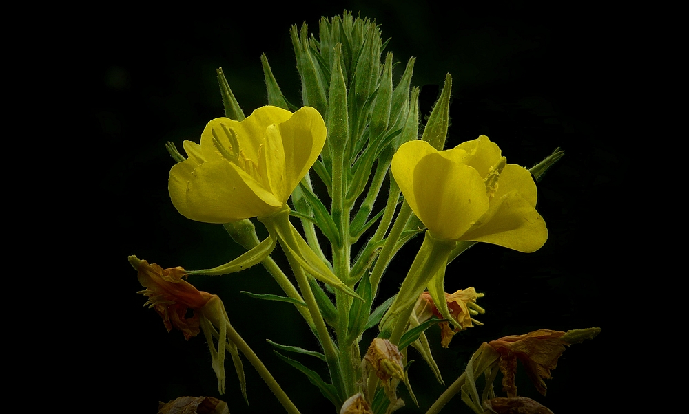 The Living Forest (85) : Common Evening Primrose