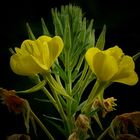 The Living Forest (85) : Common Evening Primrose