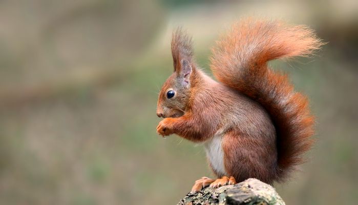The Living Forest (850) : Red squirrel