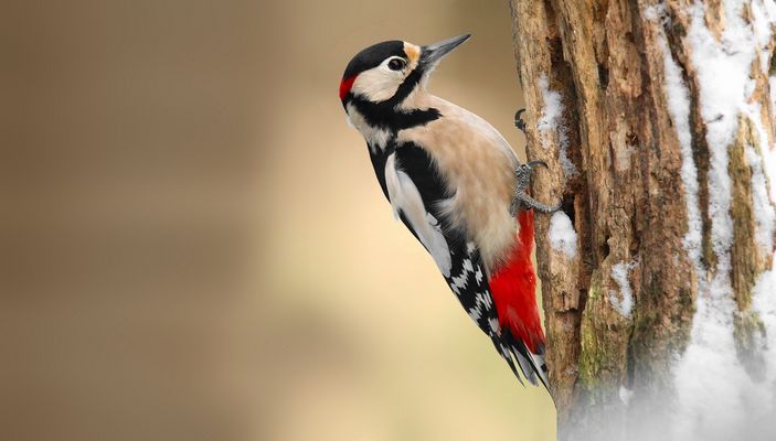 The Living Forest (854) : Great Spotted Woodpecker