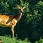 The Living Forest (86) : Red Deer