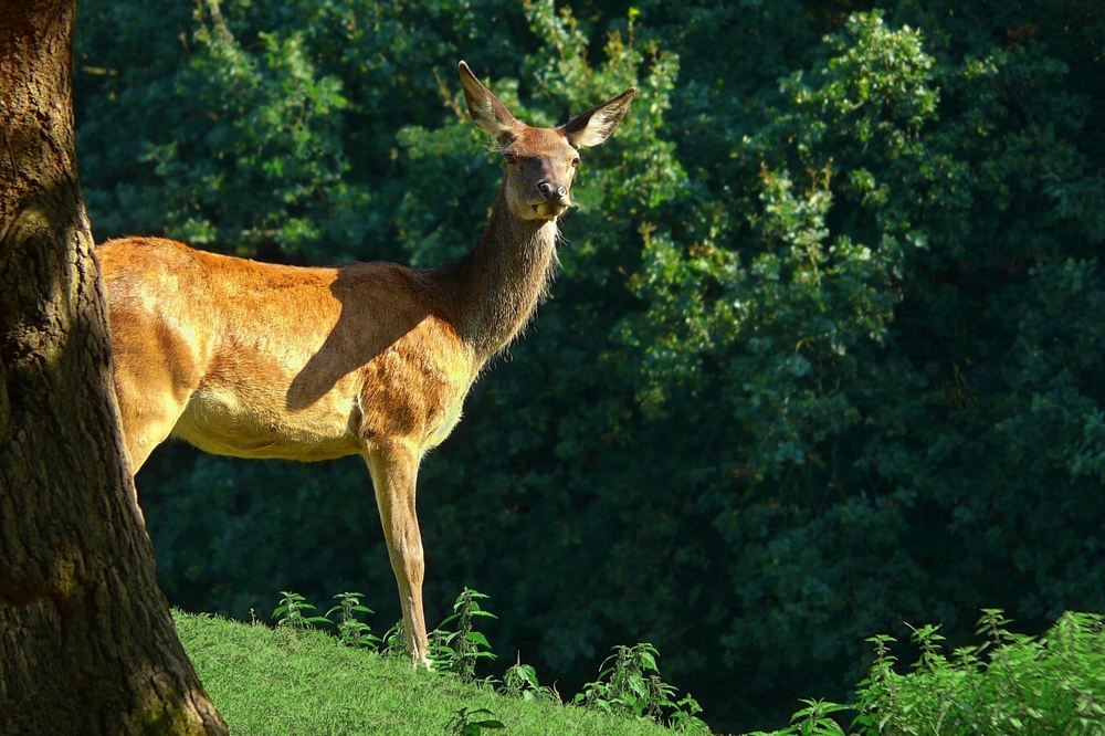 The Living Forest (86) : Red Deer