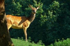 The Living Forest (86) : Red Deer