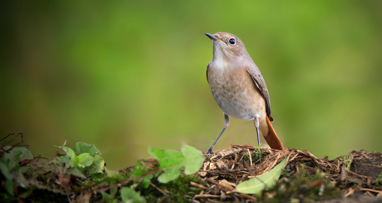 The Living Forest (867) : Common Redstart