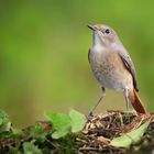 The Living Forest (867) : Common Redstart