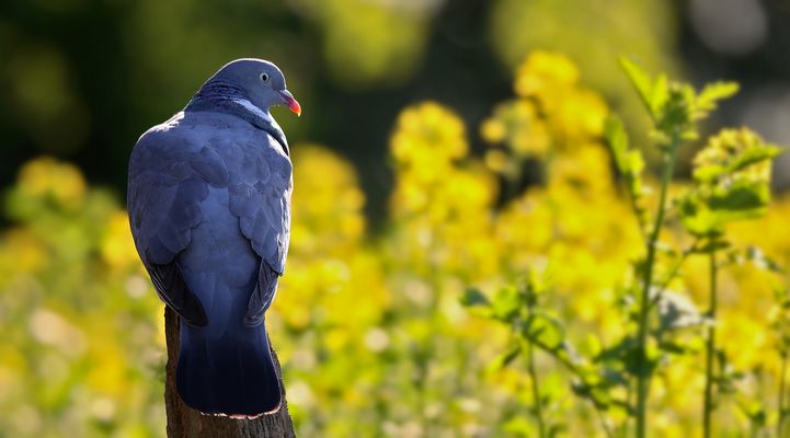The Living Forest (868) : Wood Pigeon