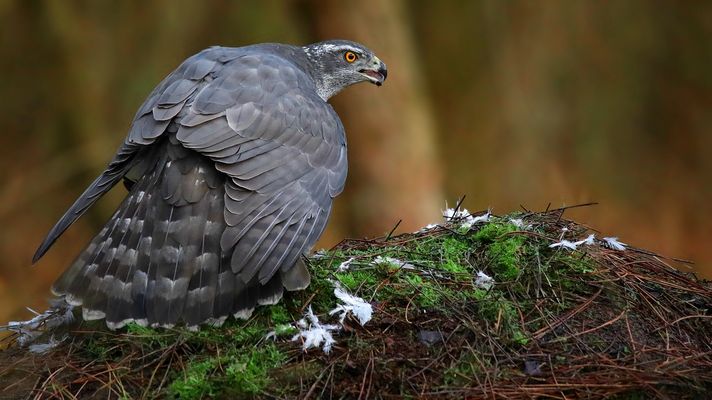 The Living Forest (869) : Northern Goshawk