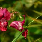 The Living Forest (87) : Himalayan Balsam